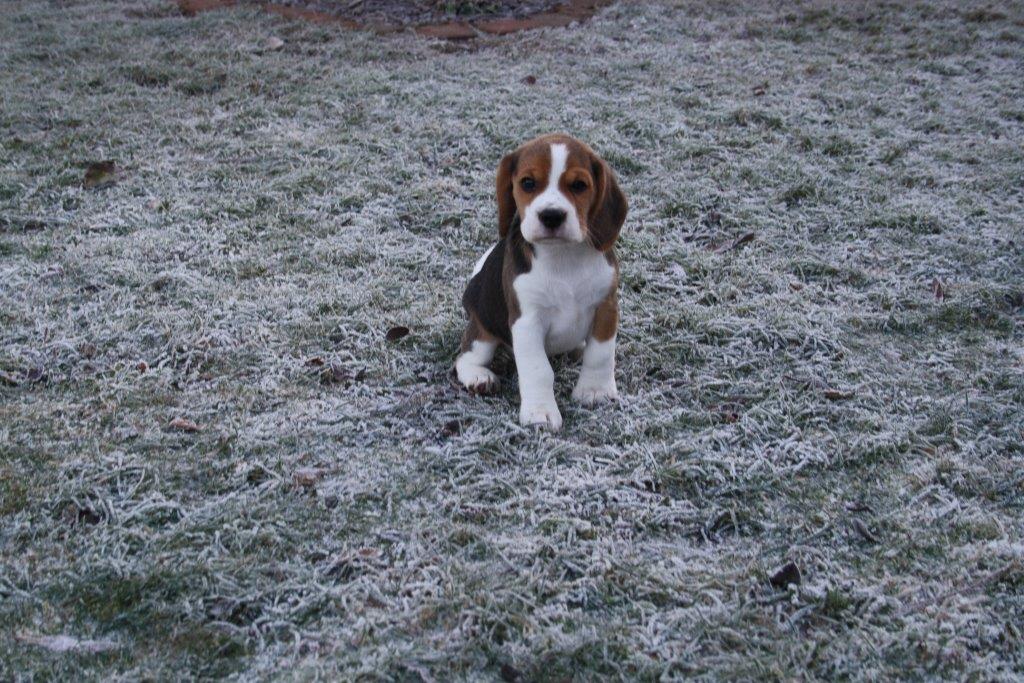 Beaglewelpe im Garten bei Frost