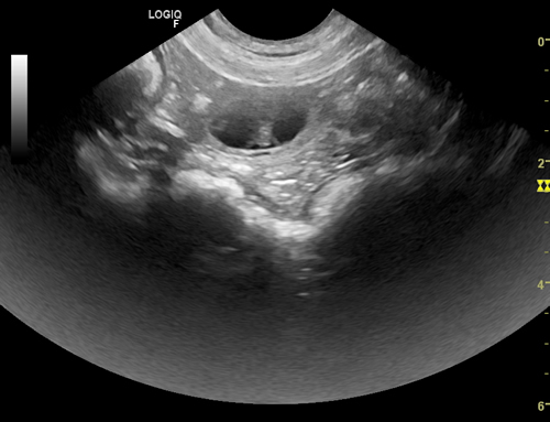 Ultraschallbild der Beaglewelpen