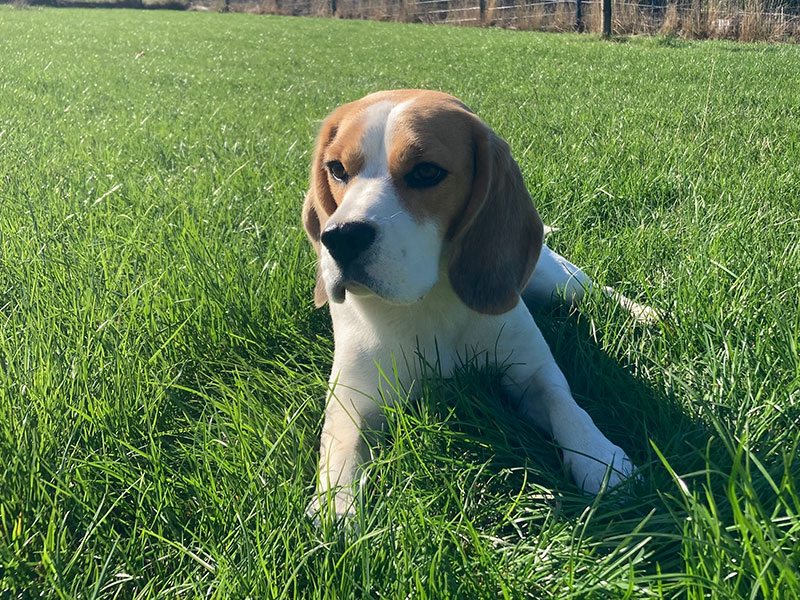Beaglehündin Thea sitzt im Gras
