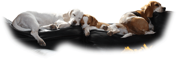 Beagles Yvi, Donna und Odetta schlafen auf der Sofalehne