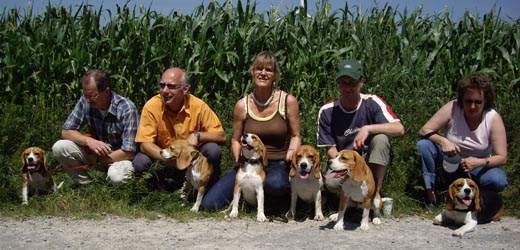 Gruppenfoto der anwesenden Beagles aus dem M-Wurf von Rekkas Holzhtte