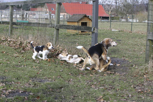 Beagles auf dem Hundeplatz Westfalen-lippe