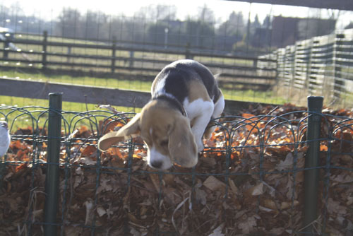Beaglewelpe auf dem Komposthaufen
