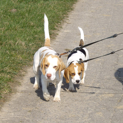 Beagle beim Spaziergang