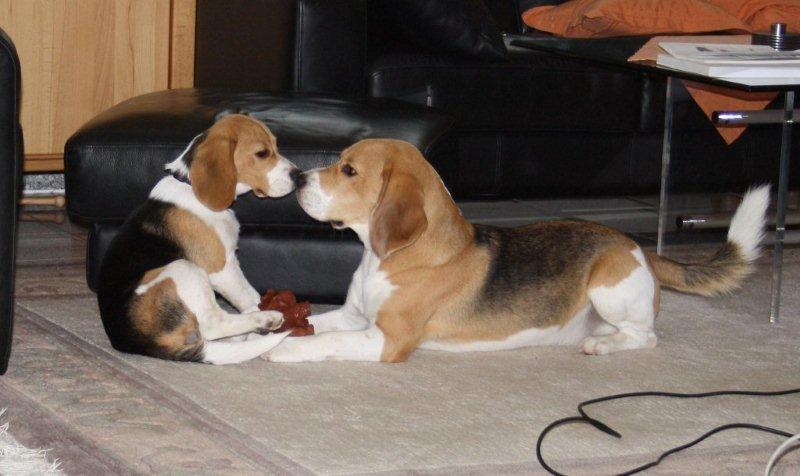 Beagle Beethoven mit seiner Schwester Emma