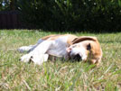 Beaglewelpe im Gras