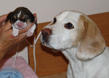 Beagle mit Welpe bei Geburt