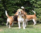 Beagles im Garten