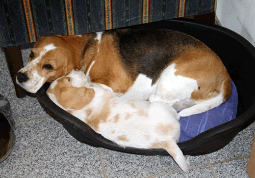 Beaglehündin Odetta mit Hermine im Körbchen