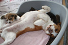 Beagle Donna liebt ihre kleinen Geschwister