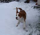 Beagle Donna tobt im Schnee