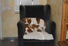 Beagles gestapelt aus dem Sessel - diesmal anders herum
