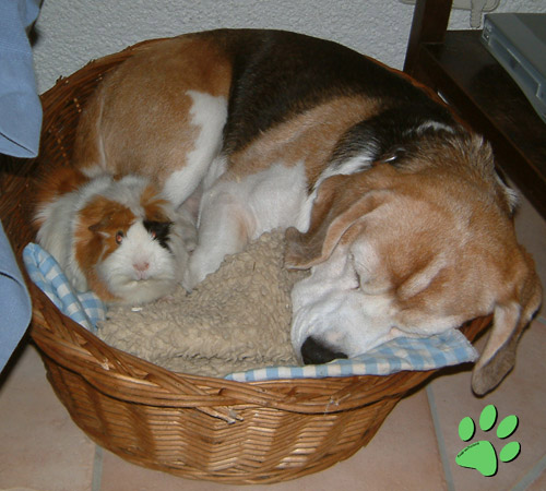 Beagle und andere kleinere Haustiere