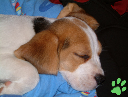 Beaglewelpe beim schlafen