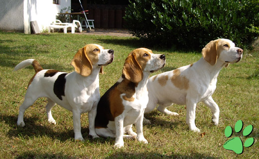 Unsere drei Beagles