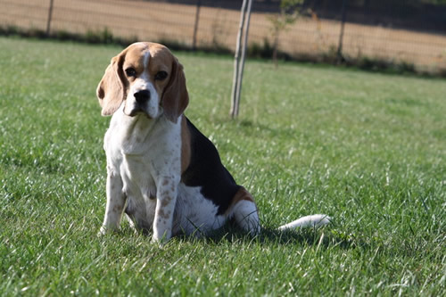 Beagle Lilli wartet auf Welpen