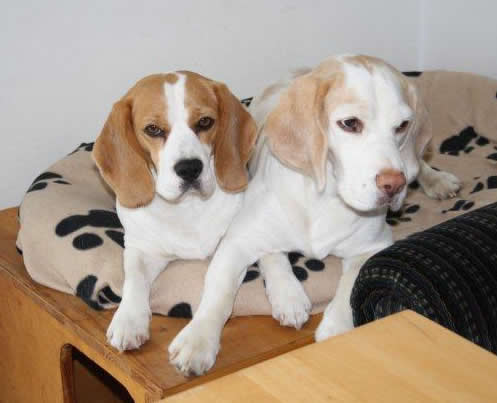 Unsere Beagles wie siamesische Zwillinge