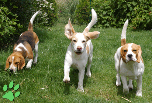 Unsere Beagles im Garten