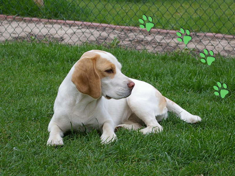 Beagle Kir Mara's Yvi