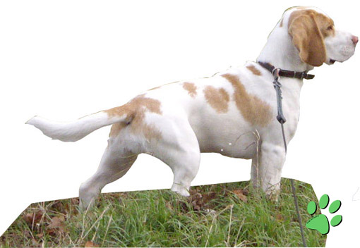 Zweifarbiger Beagle